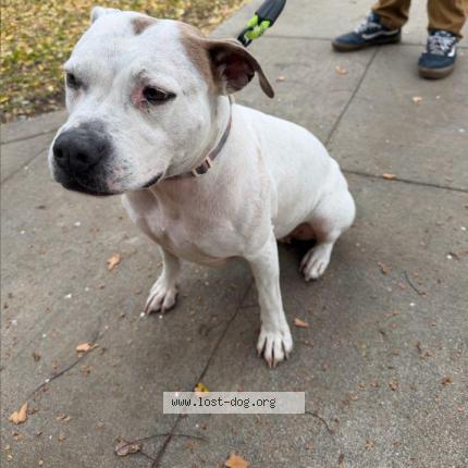 Photo 1/1 Lilly Chien lost in Bakersfield