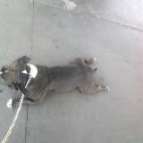 Picture of dog lost at Oceanside