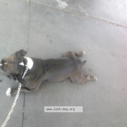 Photo 1/1 Enrique Rico Chien lost in Oceanside