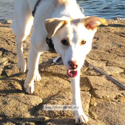 Picture of dog lost at Peumerit
