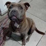 Photo of a dog found in Le Tampon