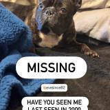 Picture of dog lost at Baltimore