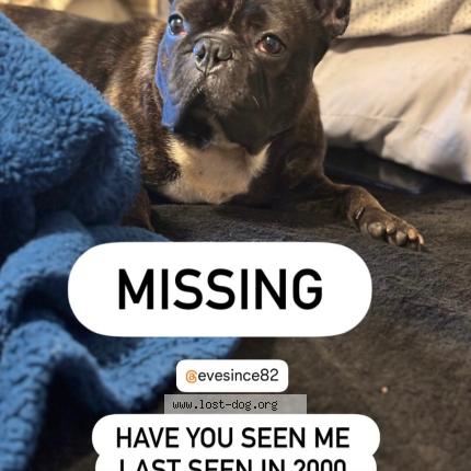 Photo 1/1 Pakio Chien lost in Baltimore