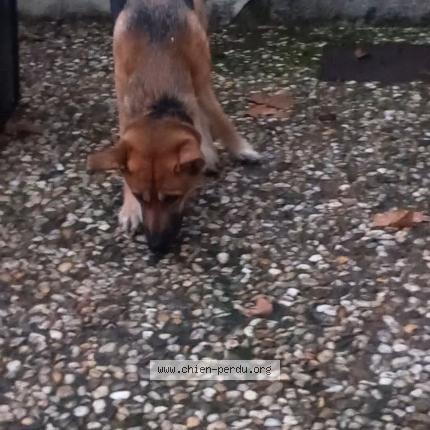 Photo 1/1 Found dog Found in Malause