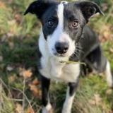 Picture of dog lost at Bellegarde En Marche