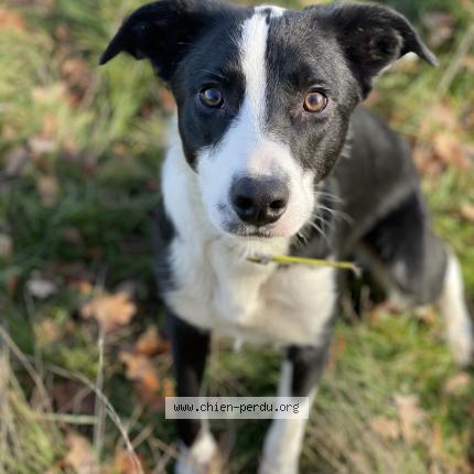 Photo 1/1 Oscar Chien lost in Bellegarde en marche