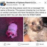 Picture of dog lost at Killeen