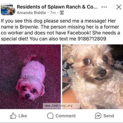 Photo 1/1 Brownie Chien lost in Killeen