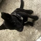 Picture of dog lost at L Absie