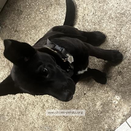 Photo 1/1 Guizmo Chien lost in L absie