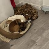 Picture of dog lost at Pontault Combault