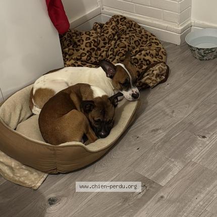 Photo 1/1 Valente Ferreira Tayna Chien lost in Pontault combault