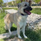 Picture of dog lost at Marseille