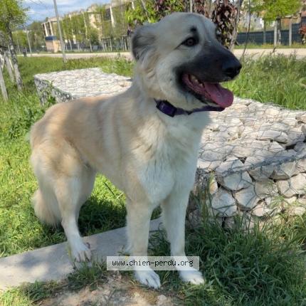 Photo 1/1 Tresor Chien lost in Marseille