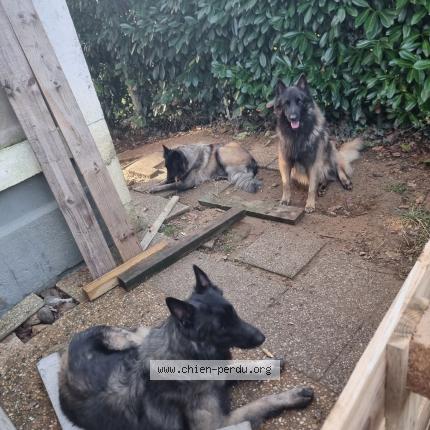 Photo 1/1 Titan Chien lost in Laurede