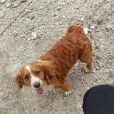 Picture of dog lost at Don Justo Carretera Al Salvado