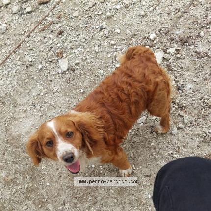 Photo 1/1 Tito Chien lost in Don justo carretera al salvado