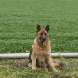 Picture of dog lost at Grand Fougeray