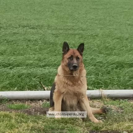 Photo 1/1 Ollie Chien lost in Grand fougeray