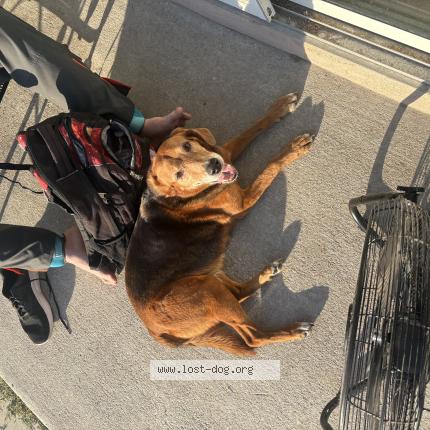 Photo 1/1 Found dog Found in Kissimmee