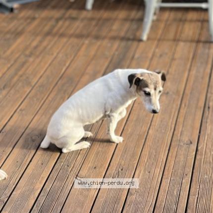 Photo 1/1 Anne Nativel Chien lost in 50