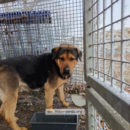 Photo 1/1 Found dog Found in Allogny