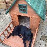 Picture of dog lost at Avignon