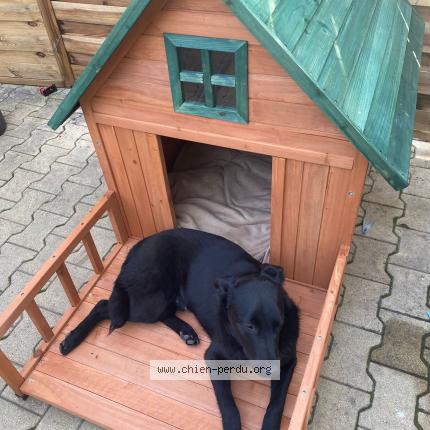 Photo 1/1 Tyson Chien lost in Avignon