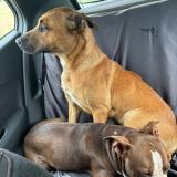 Picture of dog lost at Boissy Les Perchee