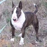 Picture of dog lost at Beaucaire