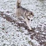 Picture of dog lost at La Boissiere De Montaigu