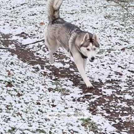 Photo 1/1 Saïka Chien lost in La boissiere de montaigu