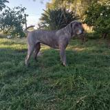 Picture of dog lost at Barros Blancos