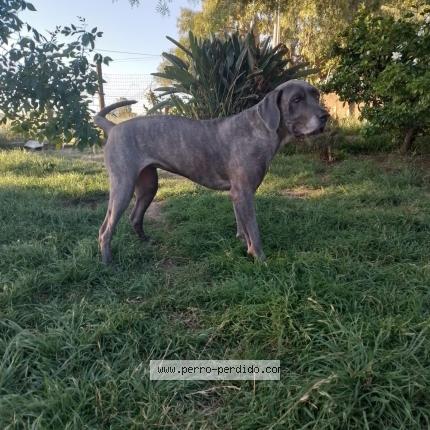 Photo 1/1 Cata Chien lost in Barros blancos