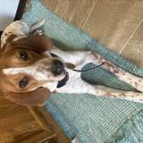 Picture of dog lost at Skidway Lake