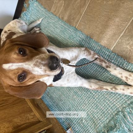 Photo 1/1 Annie - Anne - Annabelle Chien lost in Skidway lake