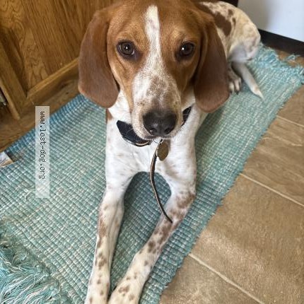 Photo 1/1 Annie - Anne - Annabelle Dog lost in Skidway Lake