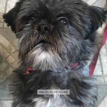 Photo 1/1 Reunited dog Lost in St Anselme