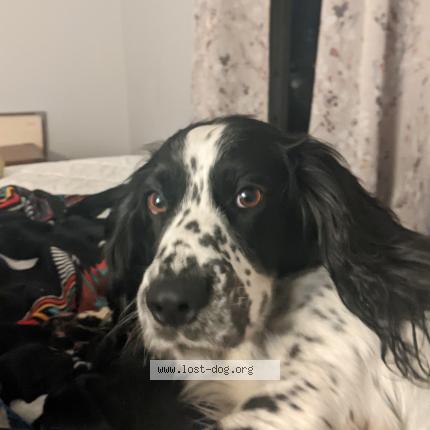 Photo 1/1 Reunited dog Found in Chattanooga