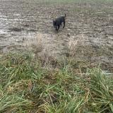 Picture of dog found at Ornex