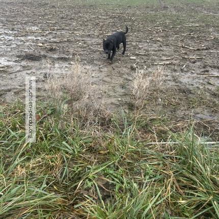 Photo 1/1 Found dog Found in Ornex