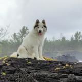 Picture of dog lost at Piton Ste Rose