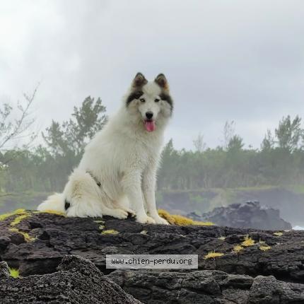 Photo 1/1 Taki Chien lost in Piton ste rose