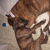 Picture of dog lost at Tulsa