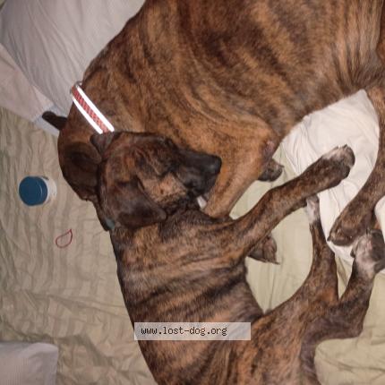 Photo 1/1 HeyBoy Chien lost in Tulsa