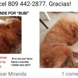 Picture of dog lost at San Cristobal