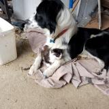 Picture of dog lost at Naves