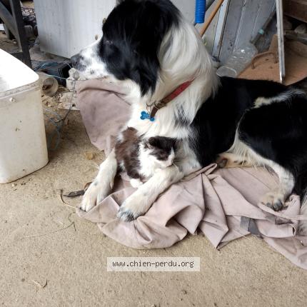 Photo 1/1 Pepito Chien lost in Naves