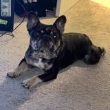 Picture of dog lost at Sacramento