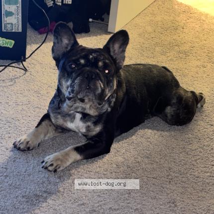 Photo 1/1 Brandon Eiland Chien lost in Sacramento